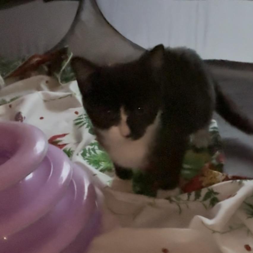 Apple, Adoptable, Kitten Female Domestic Medium Hair.