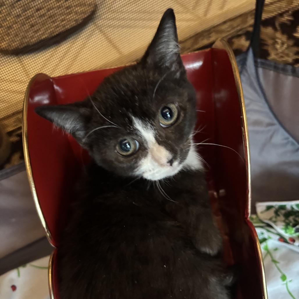 Enlarge Apple, a Adoptable Domestic Medium Hair in SLIPPERY ROCK, PA image 2/2