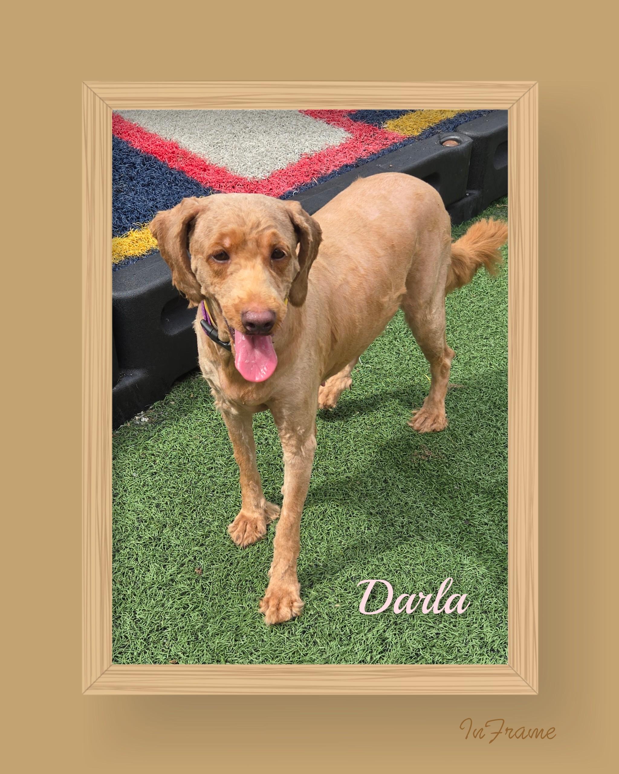 Darla, an adoptable Goldendoodle in Fredericksburg, VA, 22408 | Photo Image 3