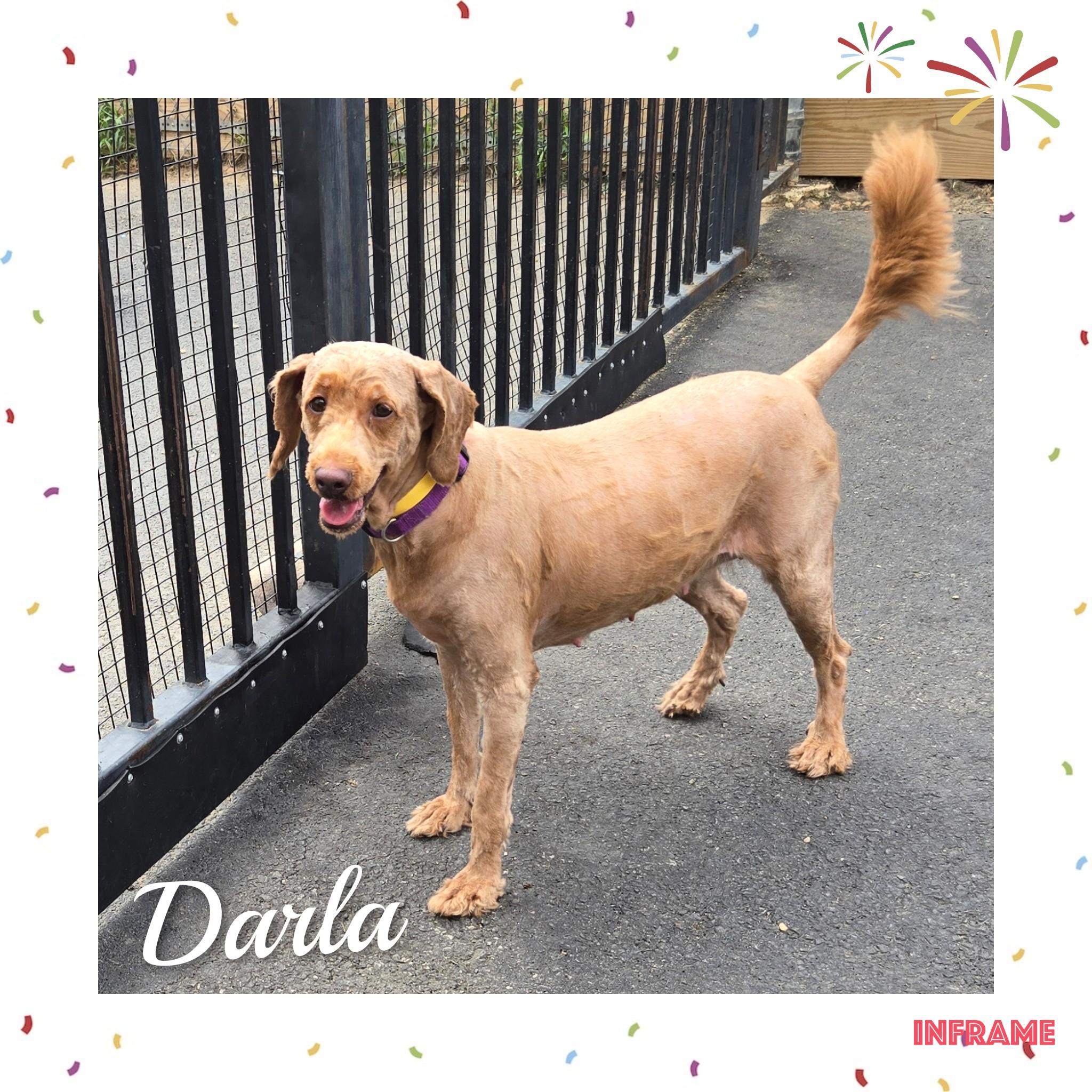 Darla, an adoptable Goldendoodle in Fredericksburg, VA, 22408 | Photo Image 4
