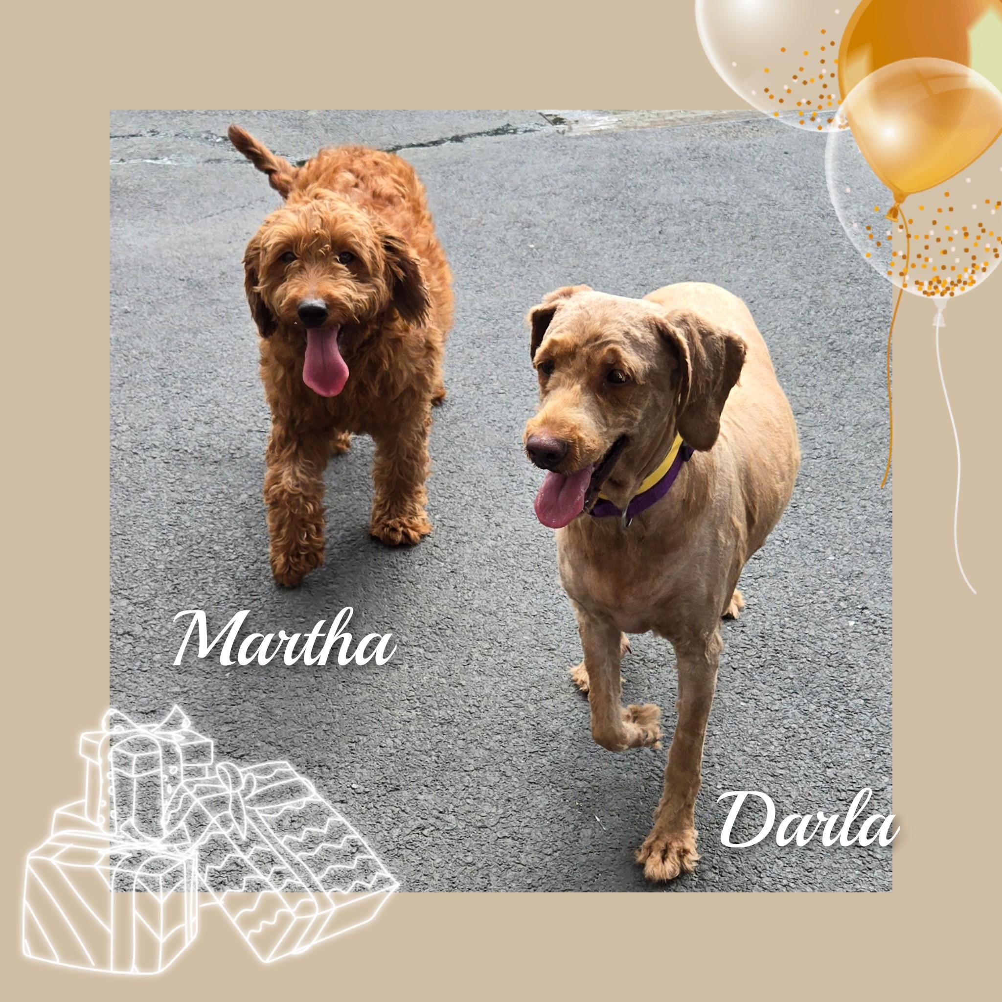 Darla, an adoptable Goldendoodle in Fredericksburg, VA, 22408 | Photo Image 5