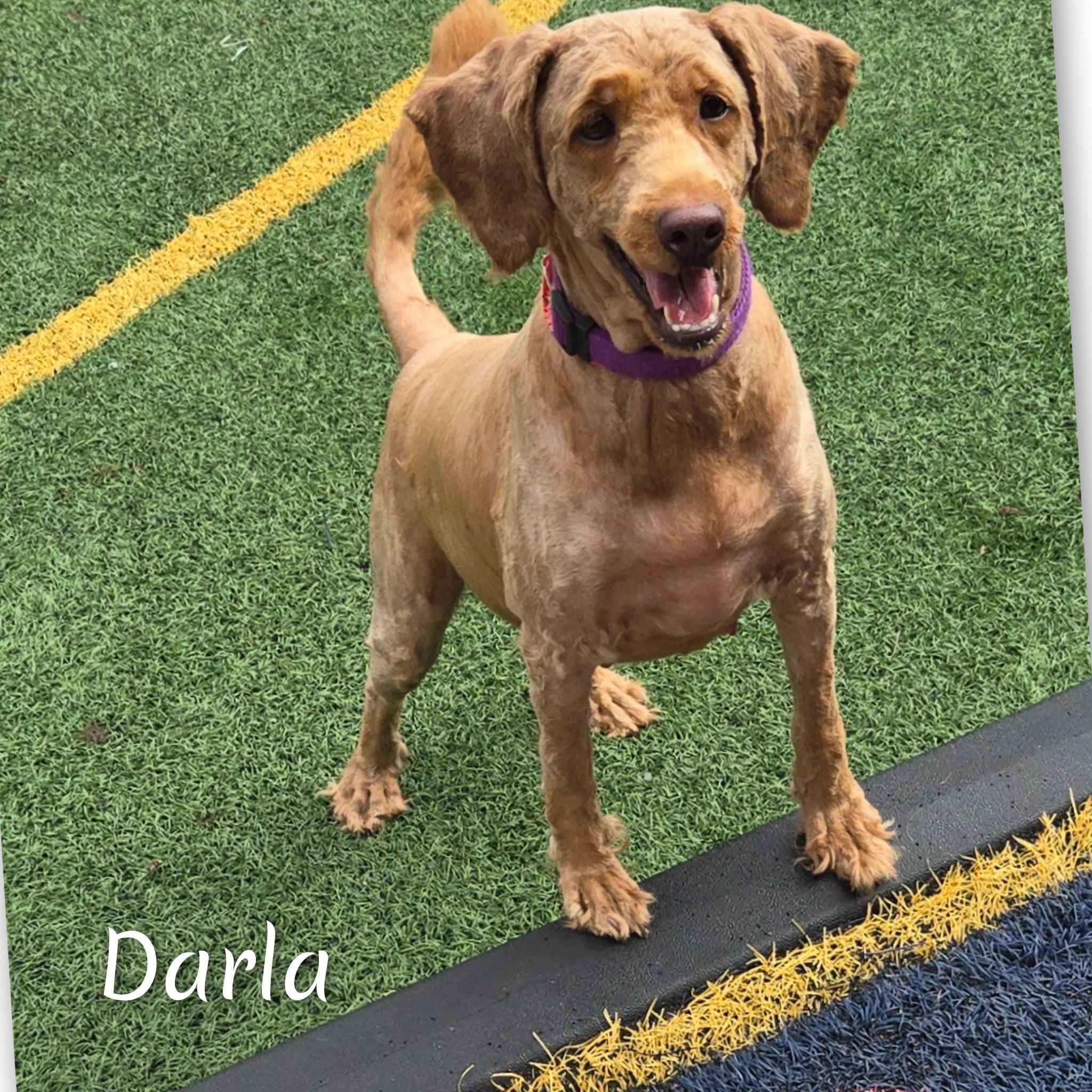 Darla, an adoptable Goldendoodle in Fredericksburg, VA, 22408 | Photo Image 1