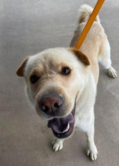 Enlarge Leo, a Adoptable mixed breed in Lampasas, TX image 1/1