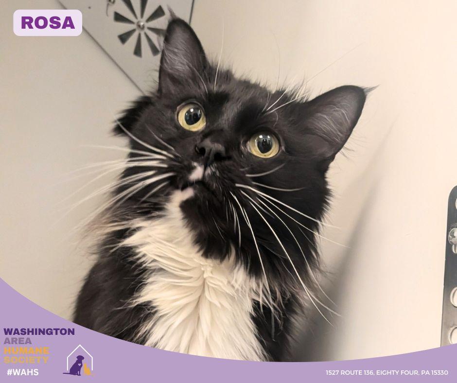 Enlarge Rosa, an adopted mixed breed in Eighty Four, PA image 1/1