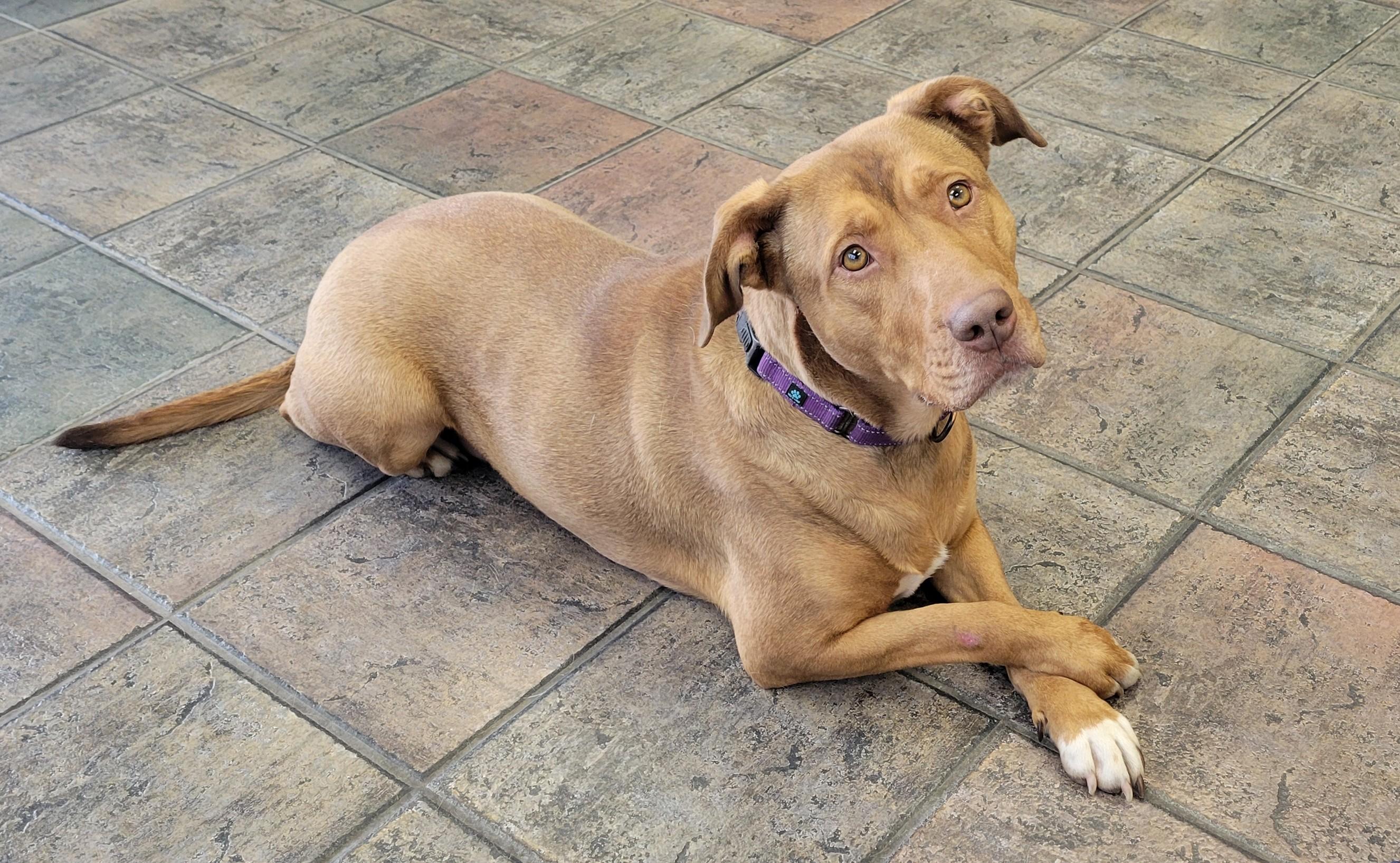Mia, a Adopted mixed breed in Grand Island, NE image 1/2
