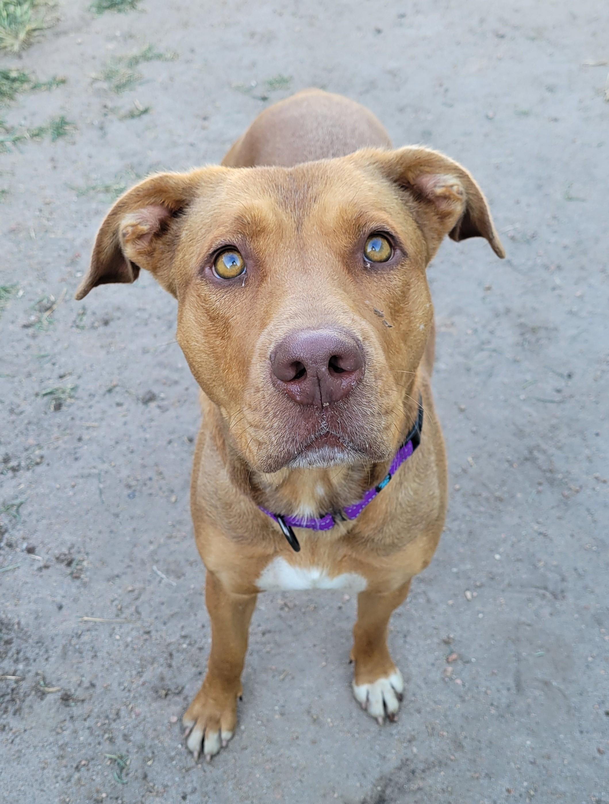 Mia, a Adopted mixed breed in Grand Island, NE image 2/2