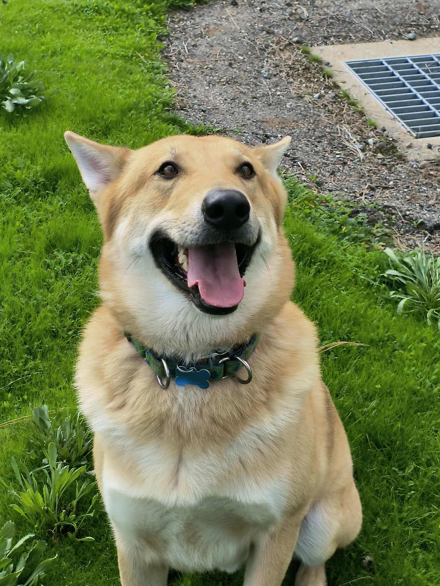 Wolfie, a Adoptable mixed breed in Weaverville, CA image 3/4