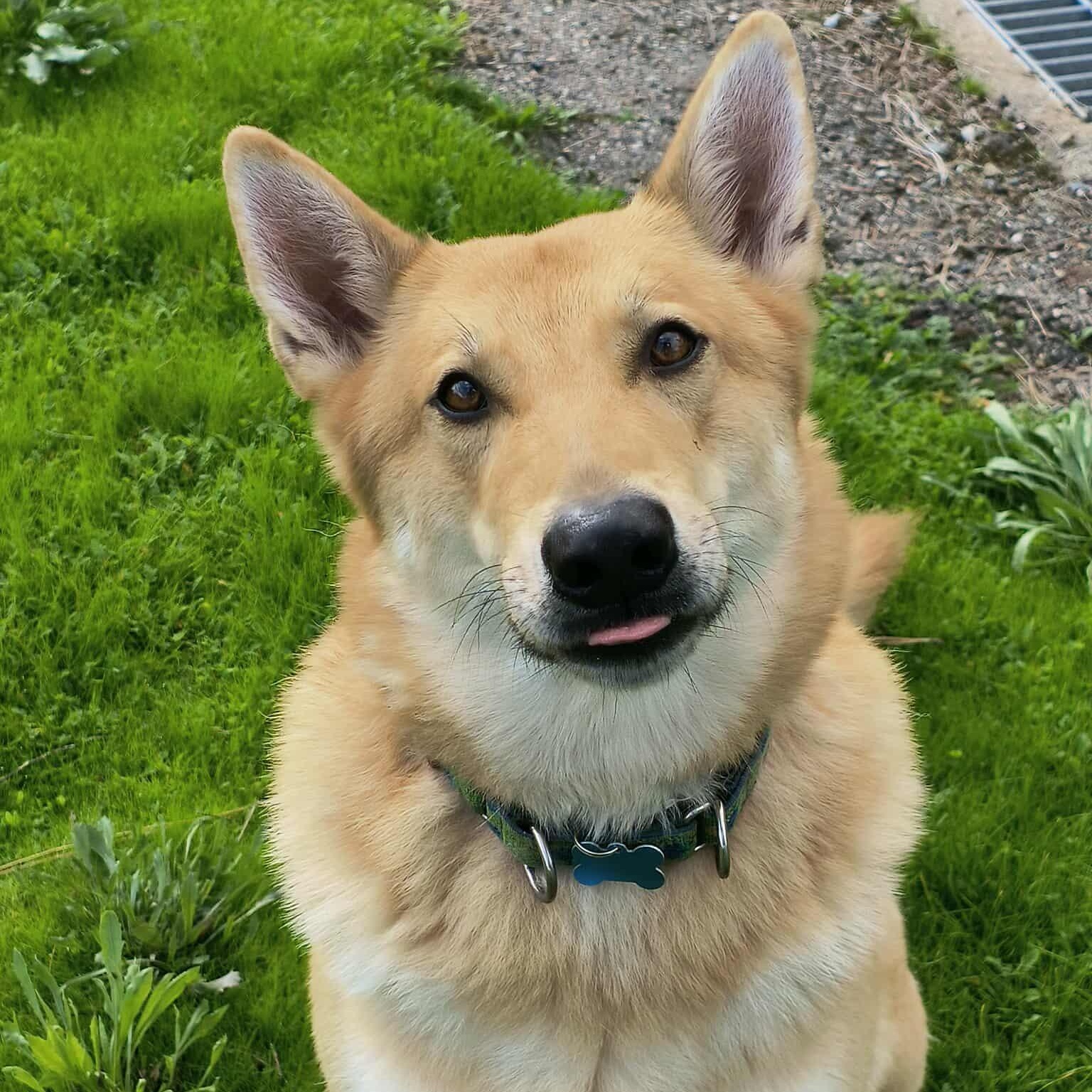 Wolfie, a Adoptable mixed breed in Weaverville, CA image 1/4