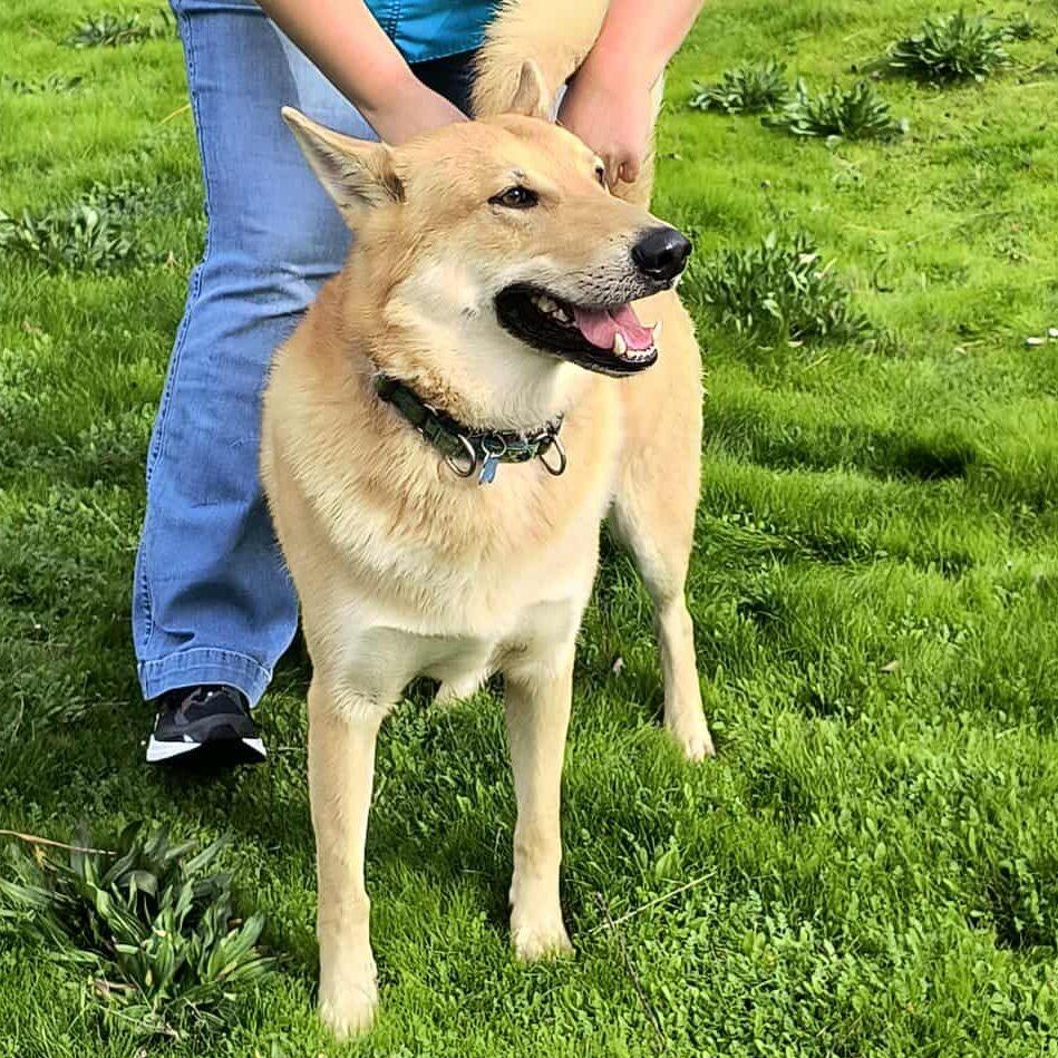 Wolfie, a Adoptable mixed breed in Weaverville, CA image 4/4