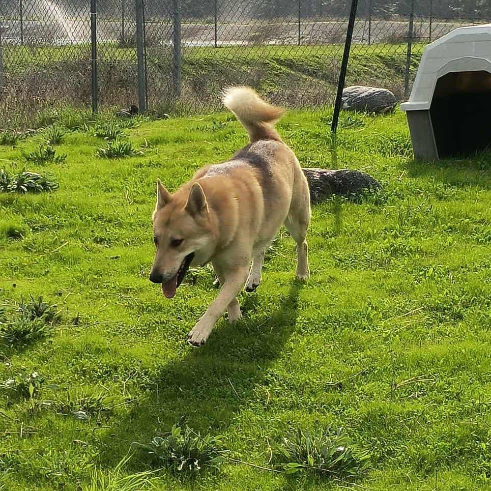 Wolfie, a Adoptable mixed breed in Weaverville, CA image 2/4