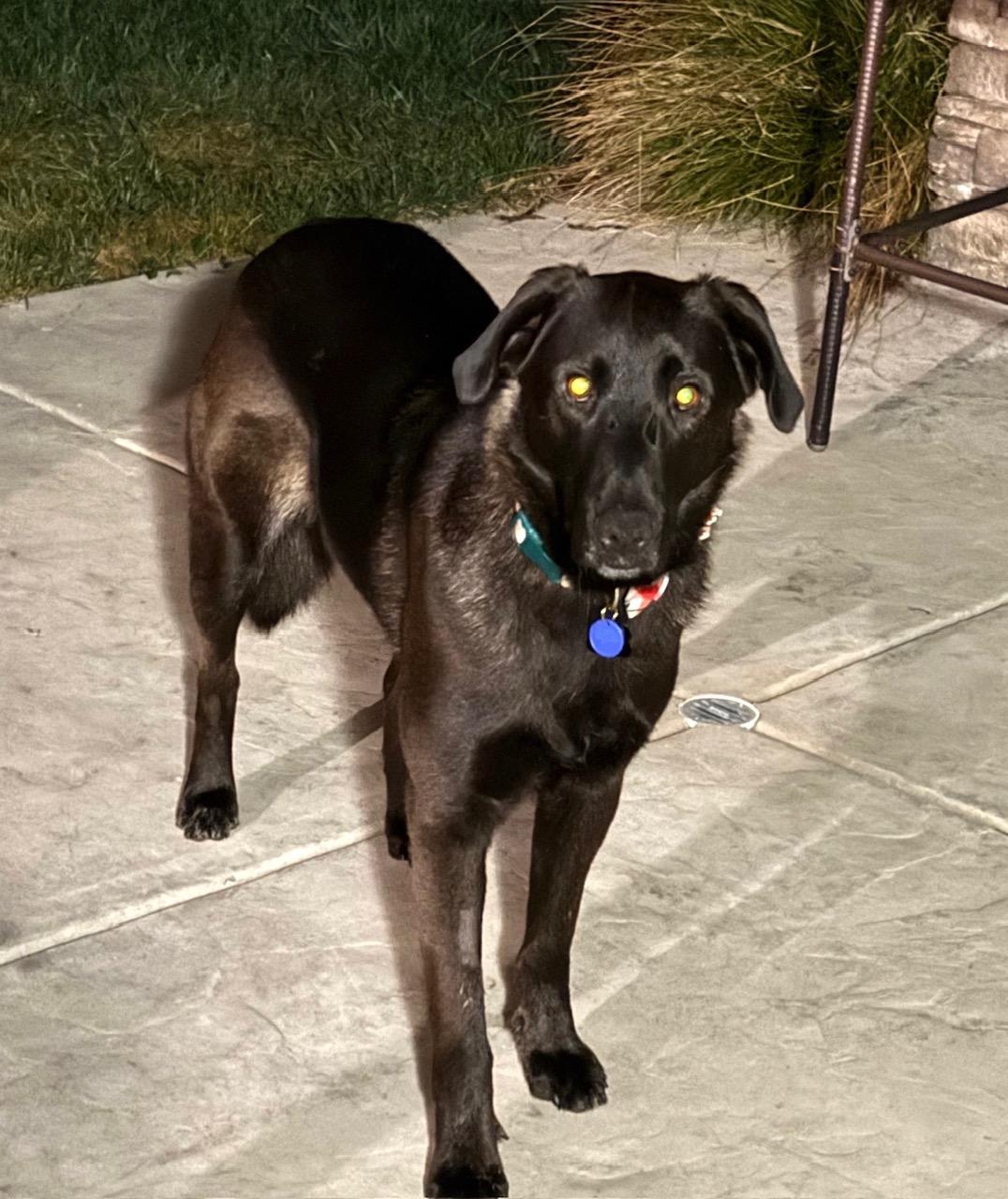 Enlarge Cody, an adopted mixed breed in Sacramento, CA image 3/3