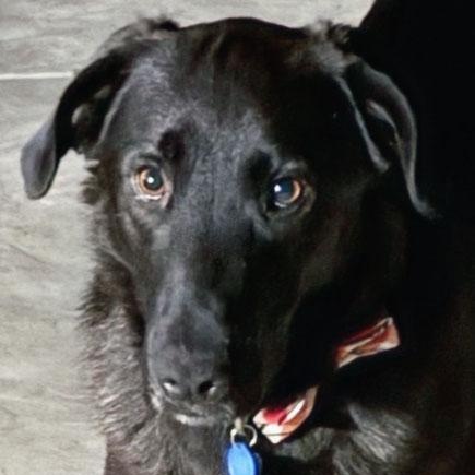 Enlarge Cody, an adopted mixed breed in Sacramento, CA image 1/3