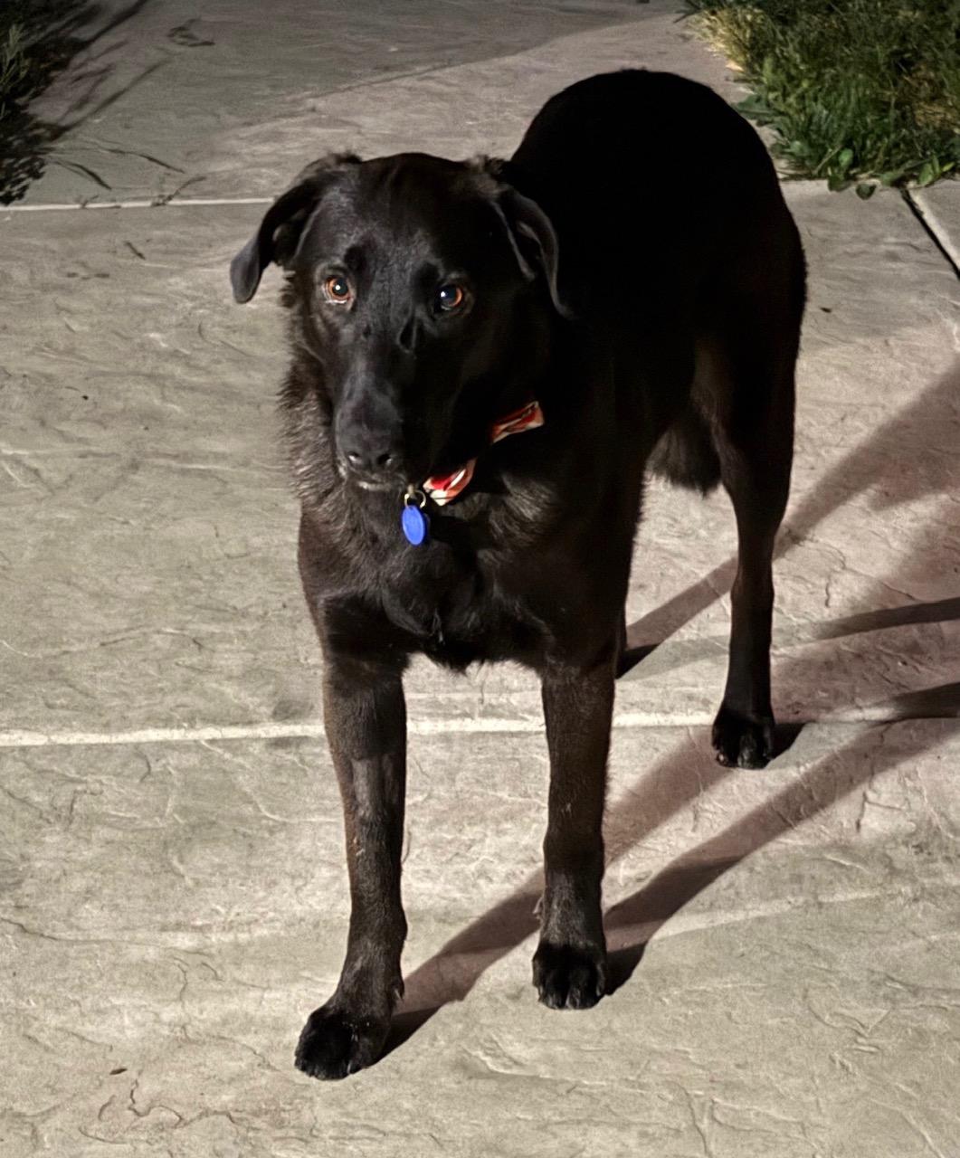 Enlarge Cody, an adopted mixed breed in Sacramento, CA image 2/3