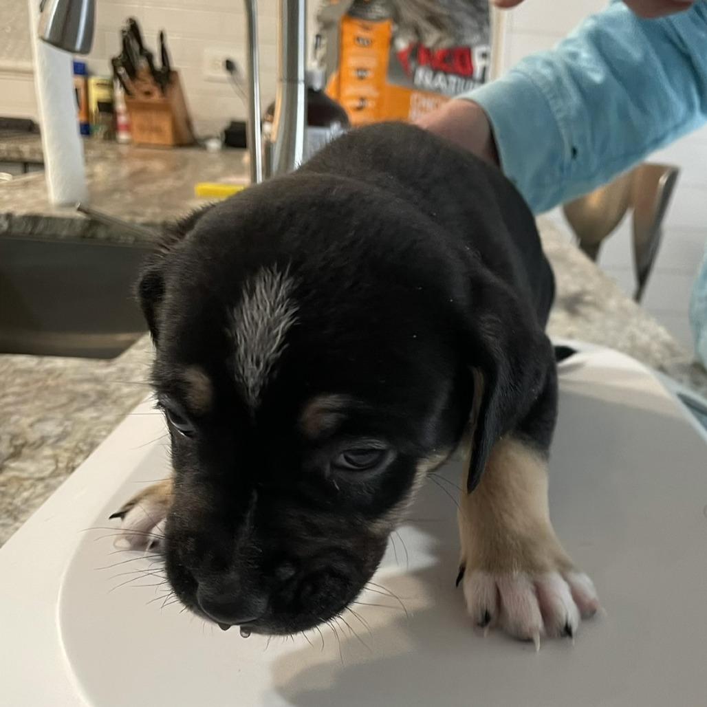 Enlarge Bay, a Adoptable mixed breed in Mundelein, IL image 1/1