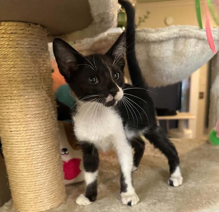 Enlarge Pete, a ADOPTABLE Domestic Short Hair in Waxahachie, TX image 3/3