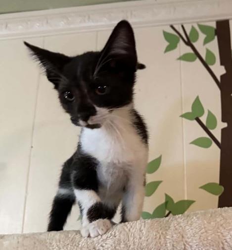 Enlarge Pete, a ADOPTABLE Domestic Short Hair in Waxahachie, TX image 1/3