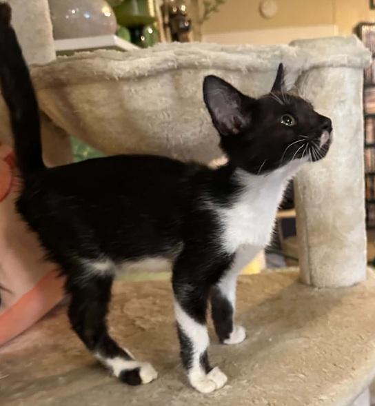 Pete, adopted, Kitten Male Domestic Short Hair.