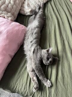 Monica and Macie, Adoptable, Kitten Female American Shorthair.