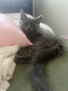 Enlarge Monica and Macie, a Adoptable American Shorthair in Westwood, NJ image 2/3