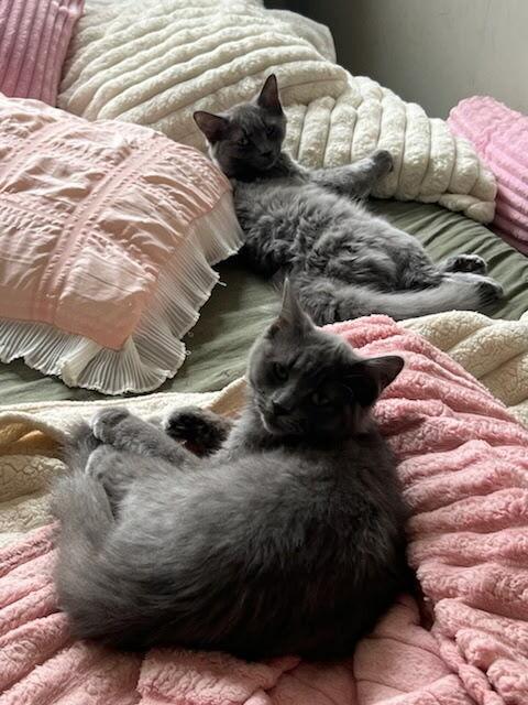 Enlarge Monica and Macie, a Adoptable American Shorthair in Westwood, NJ image 3/3