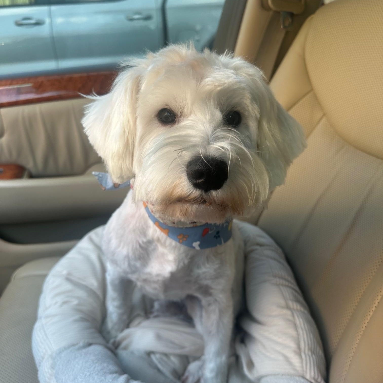Reggie , an adopted mixed breed in Richmond, VA image 1/6