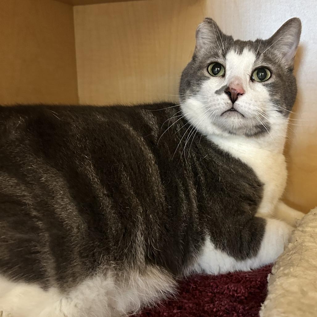 Milo, Adoptable, Senior Male Domestic Short Hair.