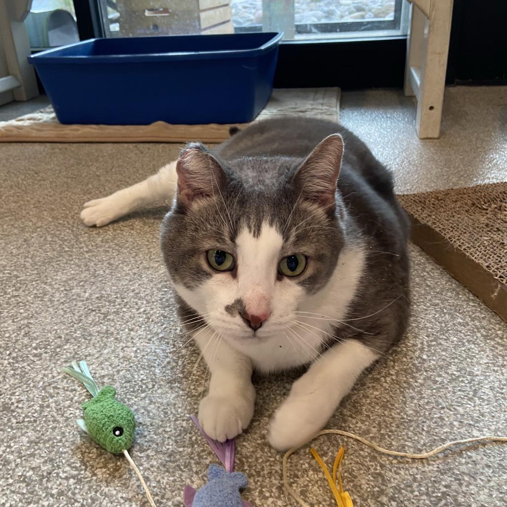 Milo, a Adoptable Domestic Short Hair in Washington Township, OH image 2/6