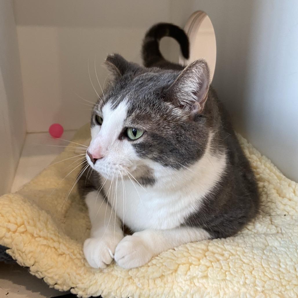 Milo, a Adoptable Domestic Short Hair in Washington Township, OH image 3/6