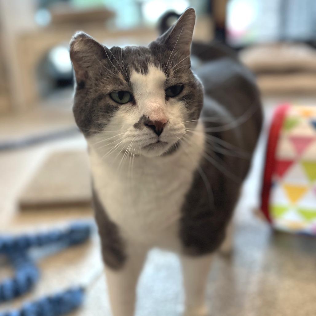 Milo, a Adoptable Domestic Short Hair in Washington Township, OH image 4/6