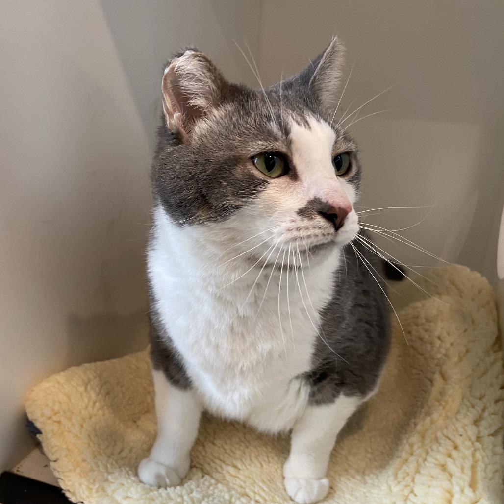 Milo, a Adoptable Domestic Short Hair in Washington Township, OH image 5/6