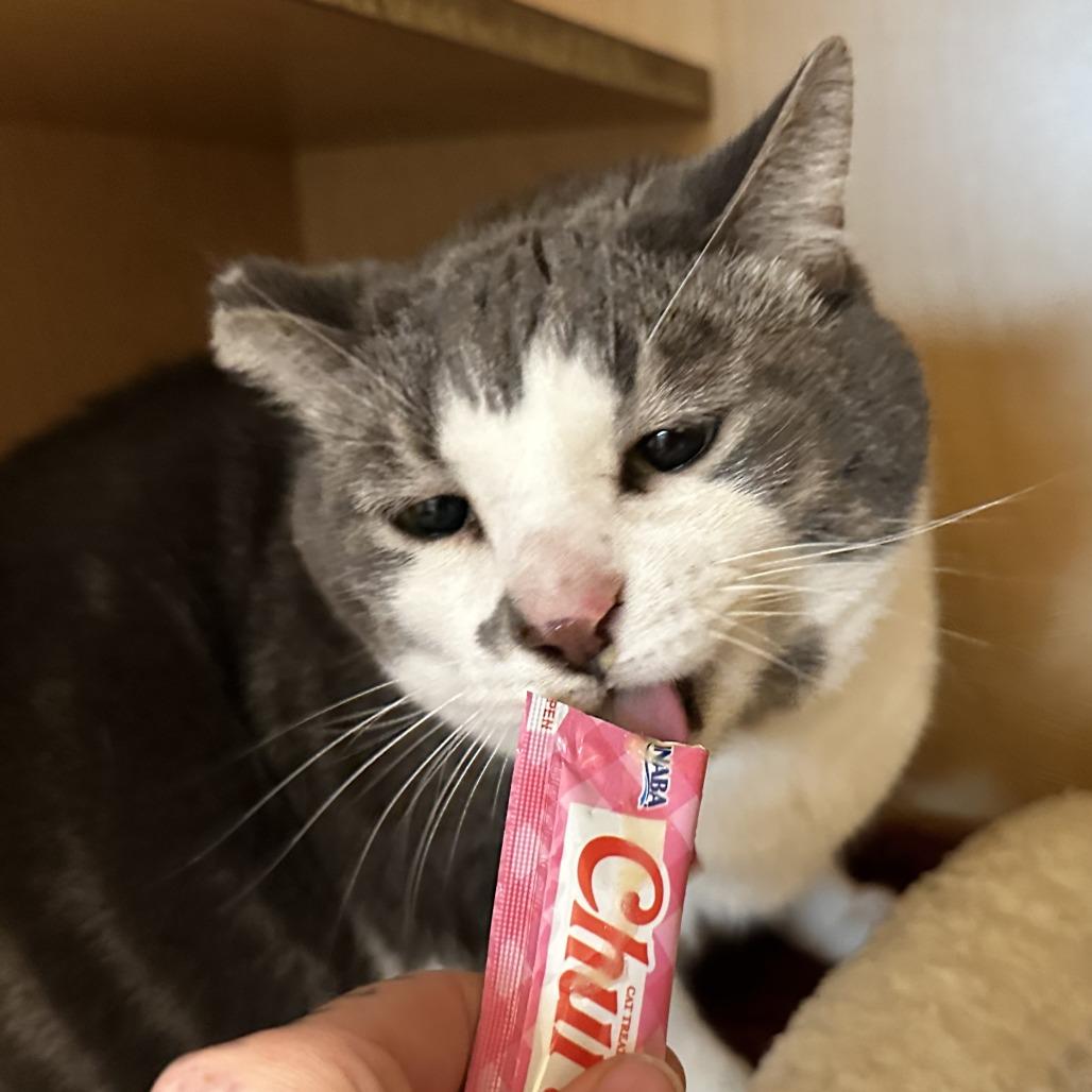 Milo, a Adoptable Domestic Short Hair in Washington Township, OH image 6/6