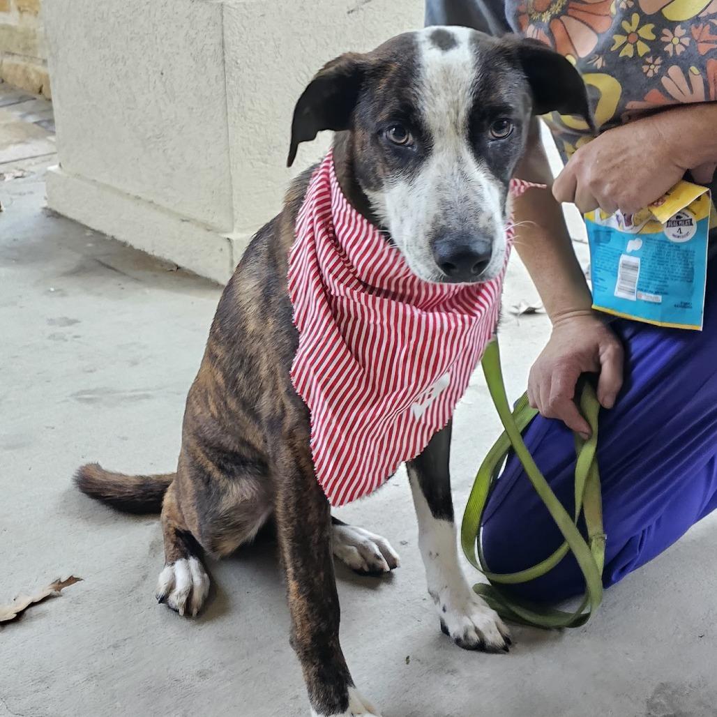 Enlarge Jelly Roll, a Adoptable mixed breed in Cleveland, TX image 1/5