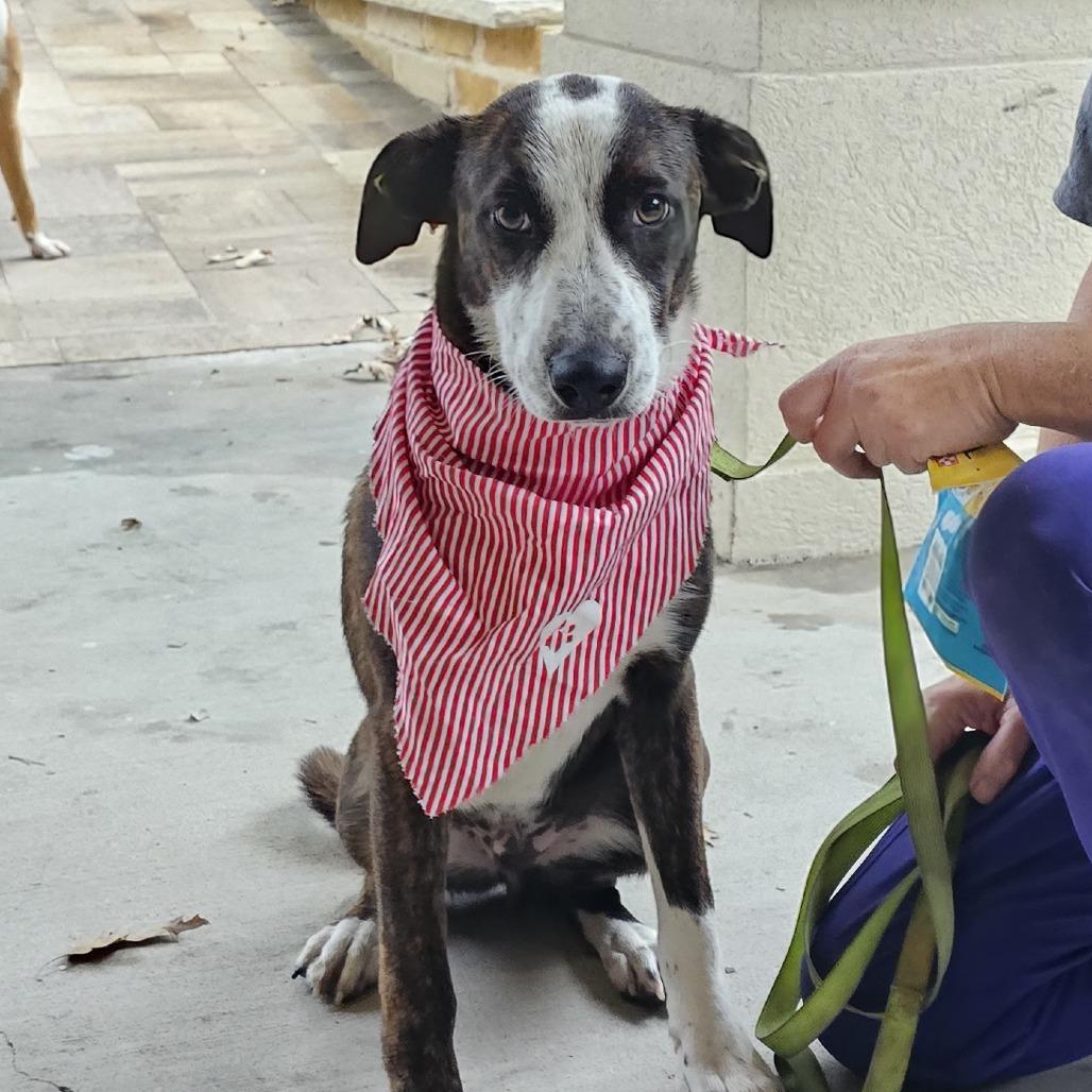 Enlarge Jelly Roll, a Adoptable mixed breed in Cleveland, TX image 2/5
