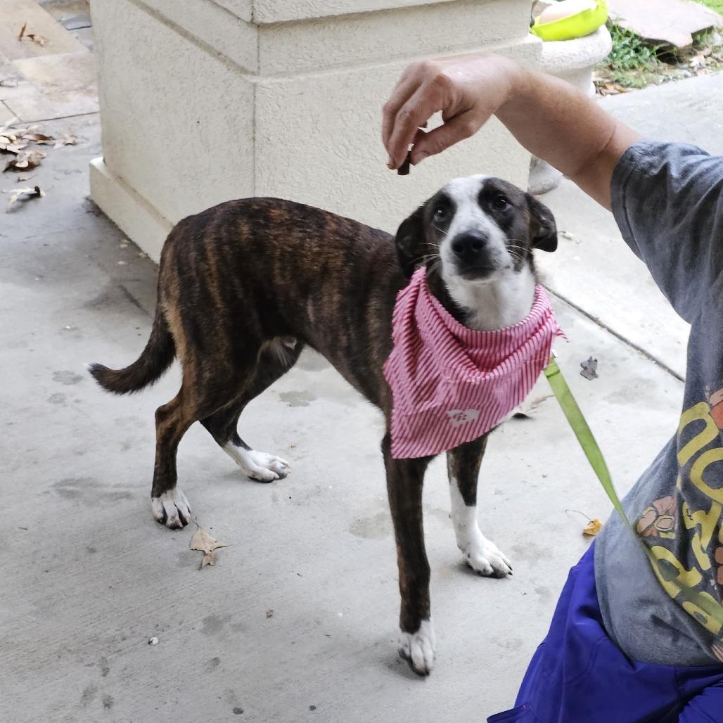 Enlarge Jelly Roll, a Adoptable mixed breed in Cleveland, TX image 3/5