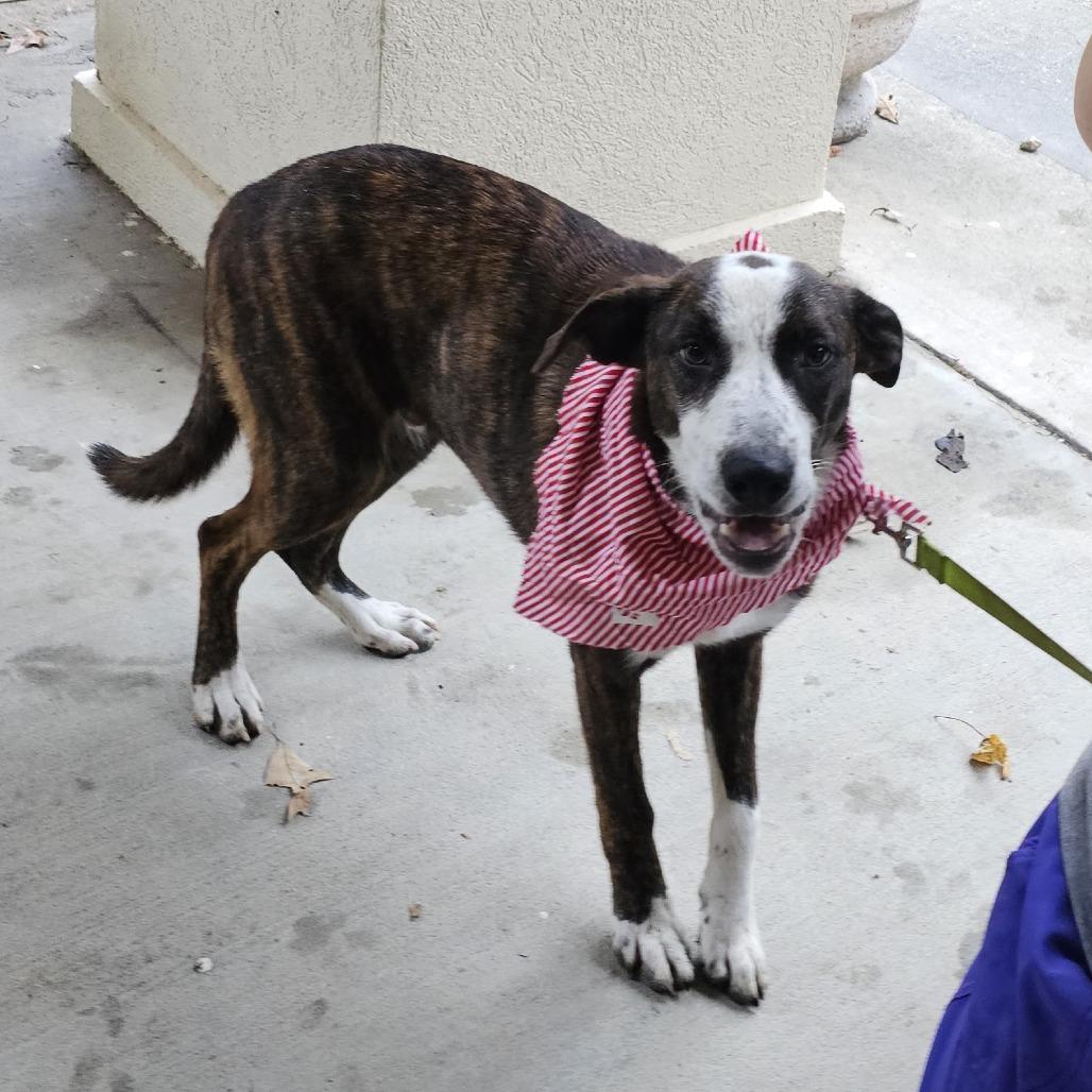 Enlarge Jelly Roll, a Adoptable mixed breed in Cleveland, TX image 4/5