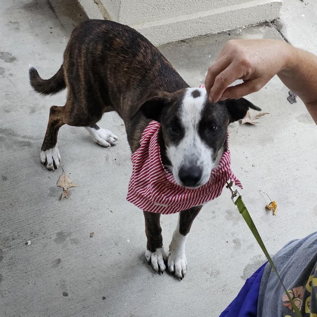 Enlarge Jelly Roll, a Adoptable mixed breed in Cleveland, TX image 5/5