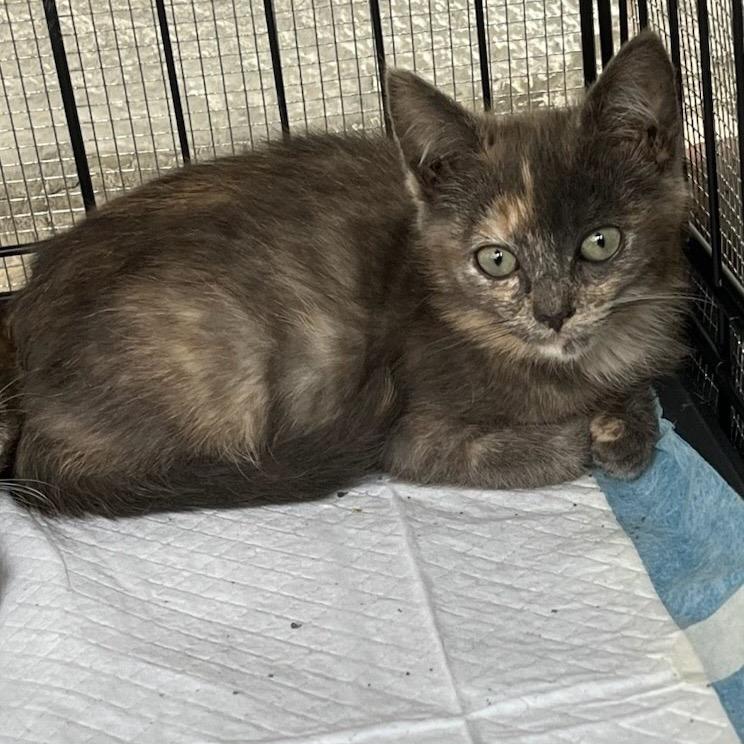 Lucille, a Adoptable American Shorthair in Huntsville, AL image 1/2