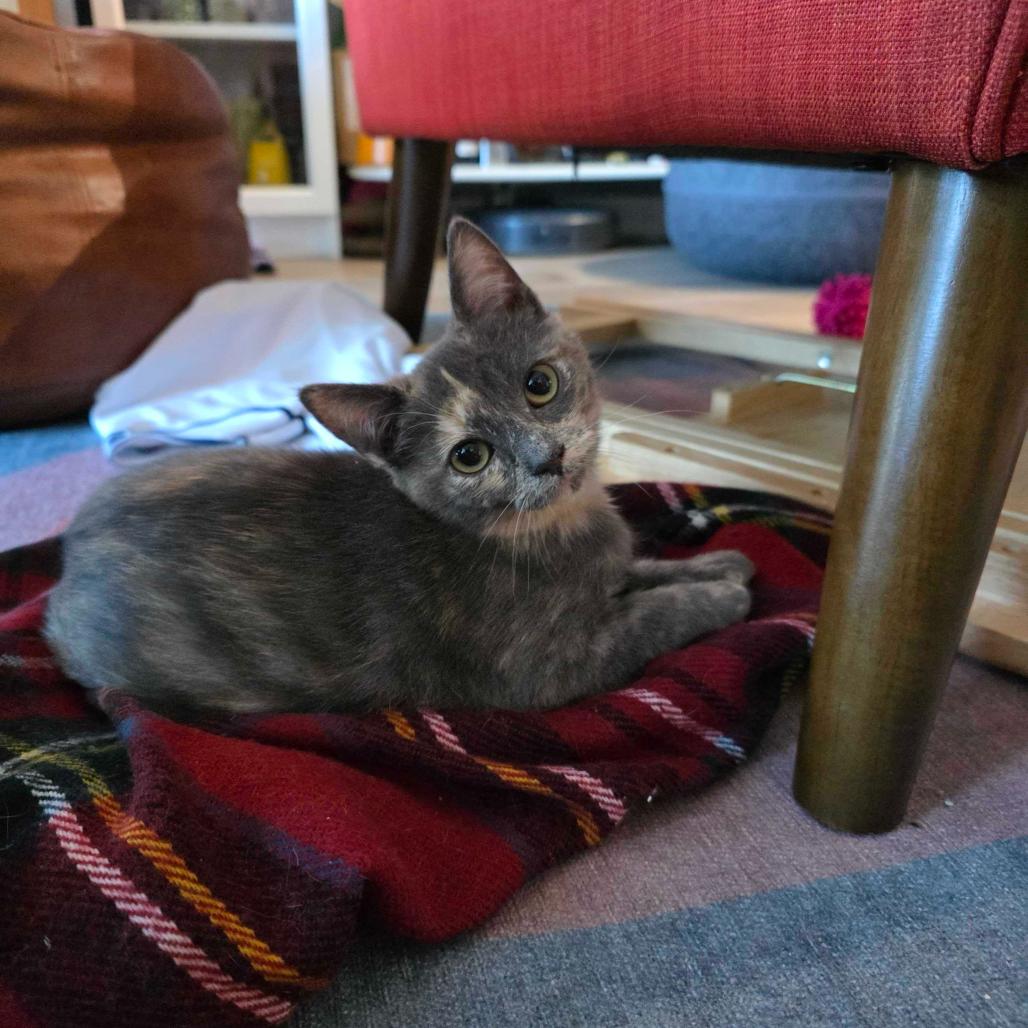 Lucille, a Adoptable American Shorthair in Huntsville, AL image 2/2