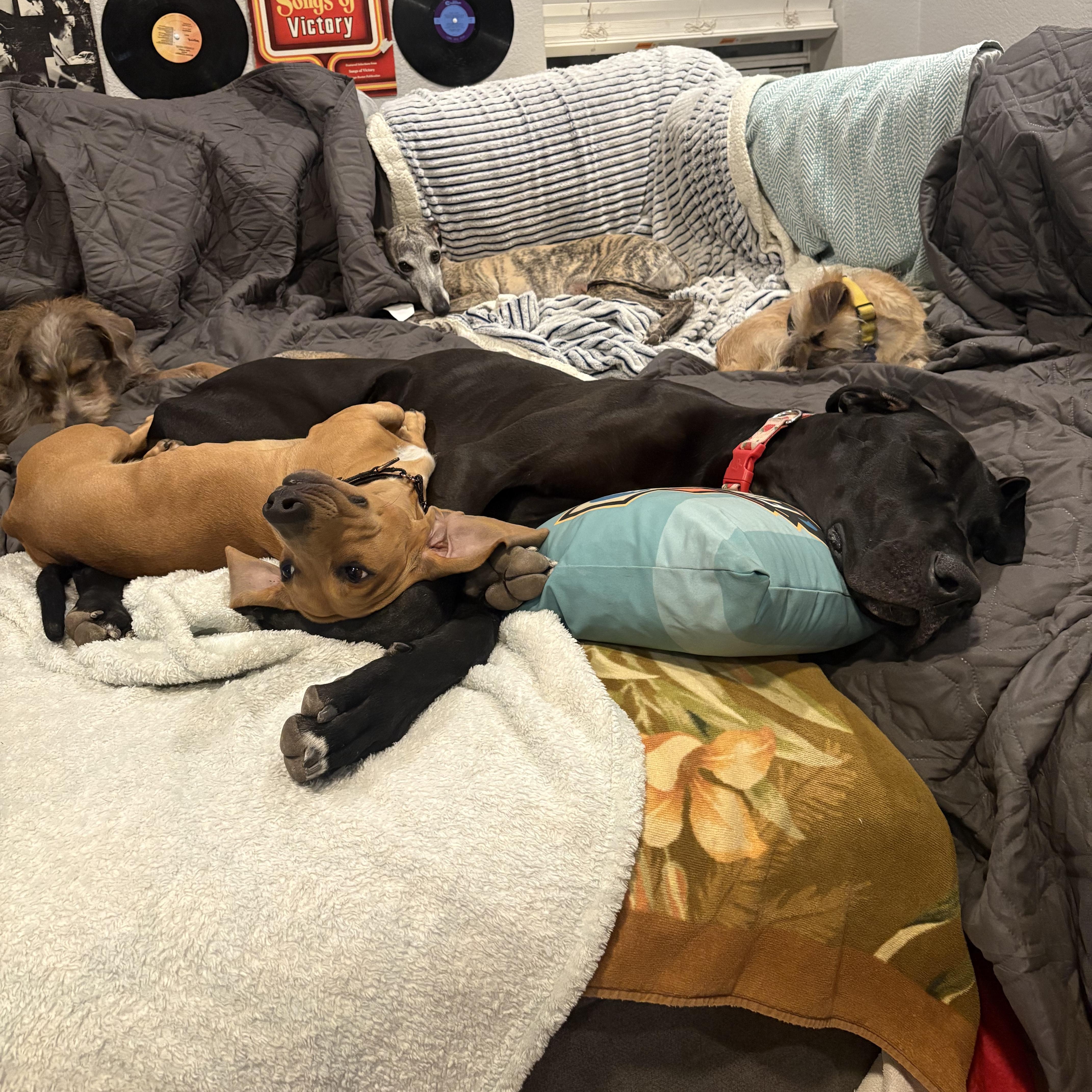 Enlarge STEWART , a Adoptable Dachshund in Tucson , AZ image 2/5