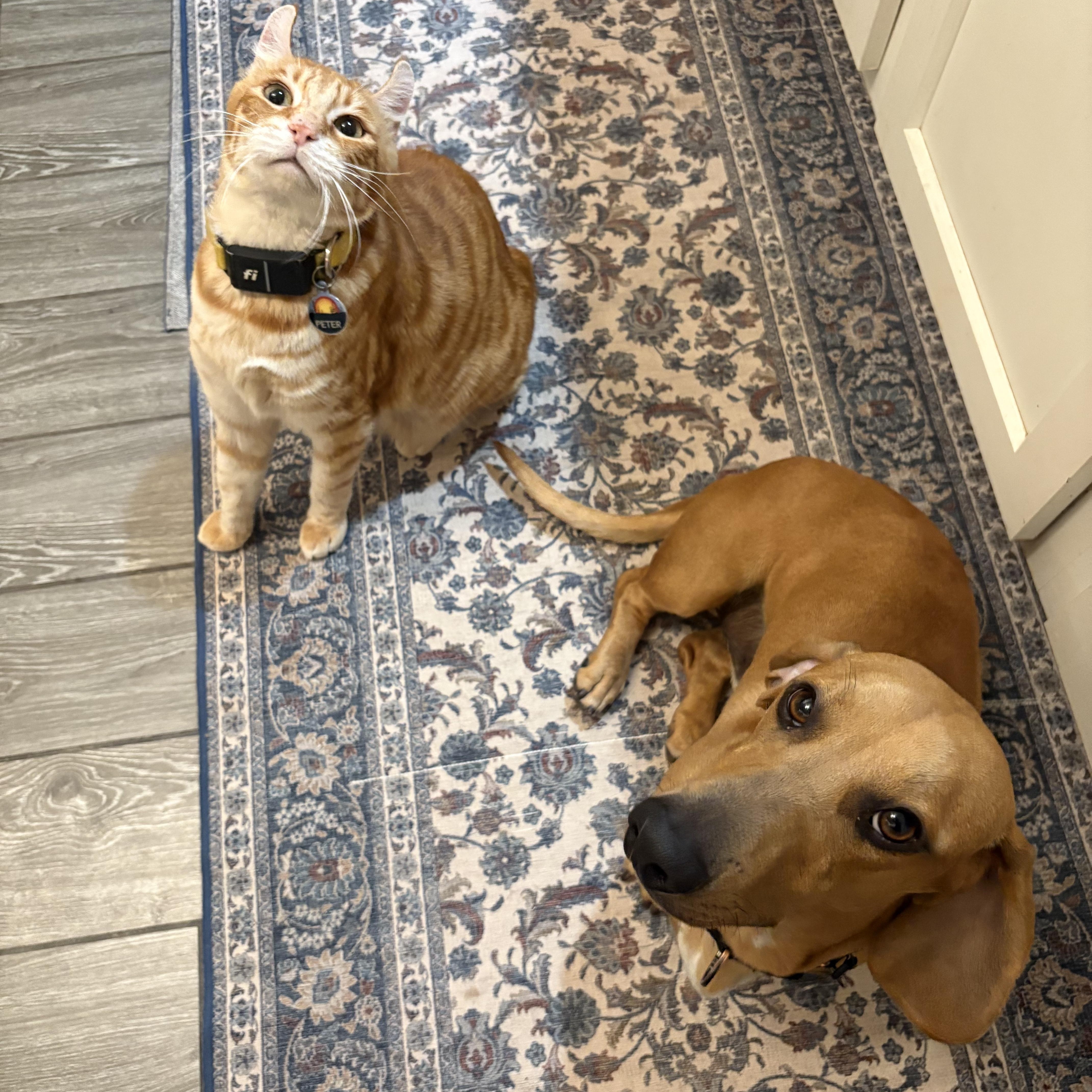 Enlarge STEWART , a Adoptable Dachshund in Tucson , AZ image 3/5