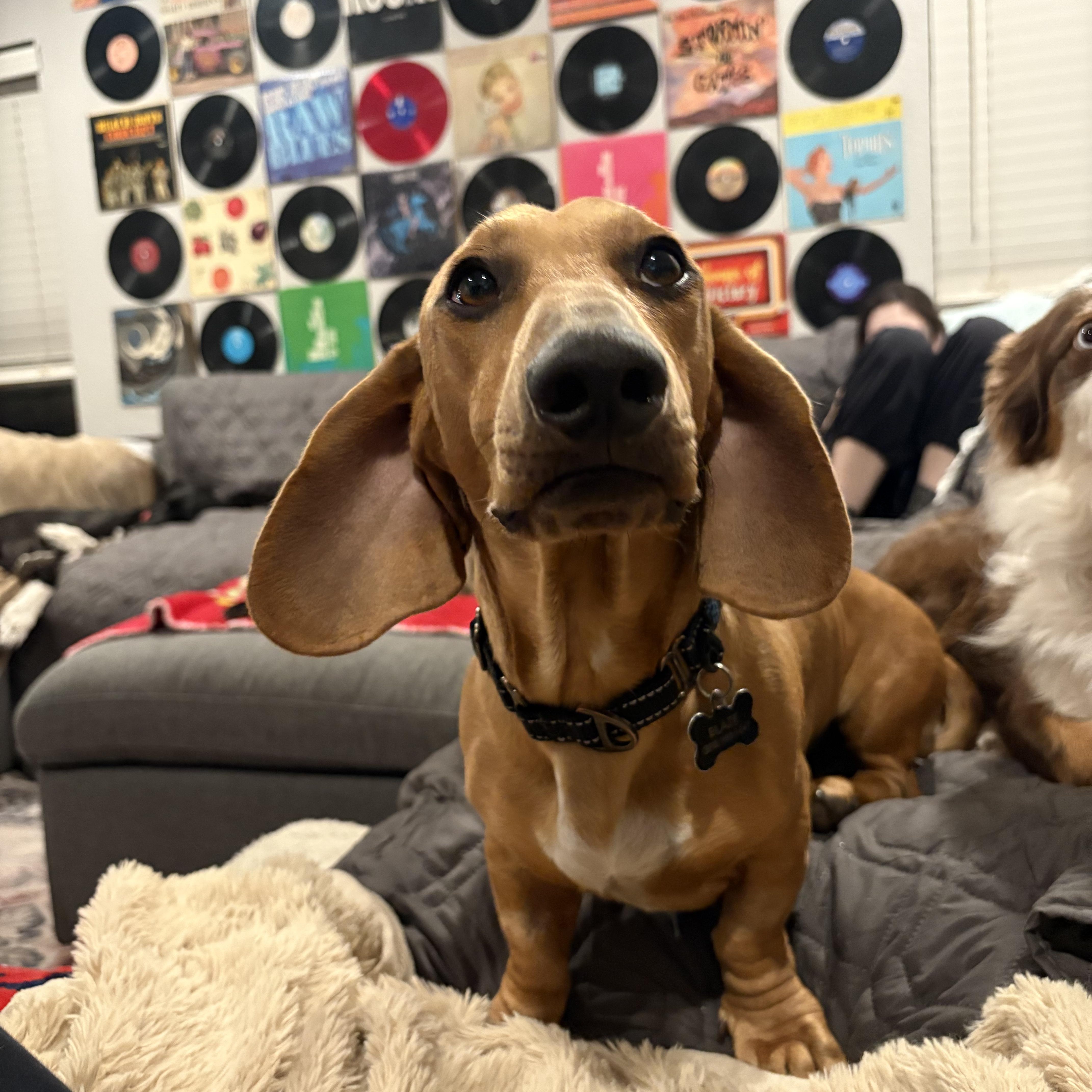 Enlarge STEWART , a Adoptable Dachshund in Tucson , AZ image 1/5