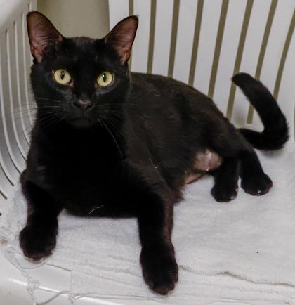 Star, Adoptable, Adult Female Domestic Short Hair & Domestic Short Hair.