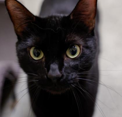 Enlarge Star, a Adoptable mixed breed in Baraboo, WI image 2/3
