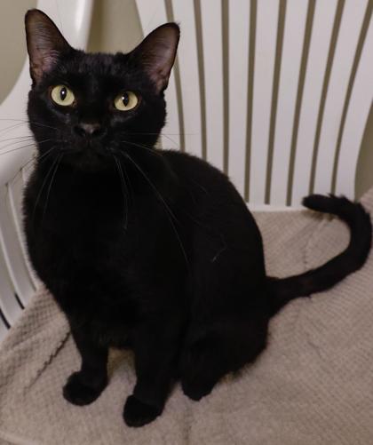 Enlarge Star, a Adoptable mixed breed in Baraboo, WI image 3/3