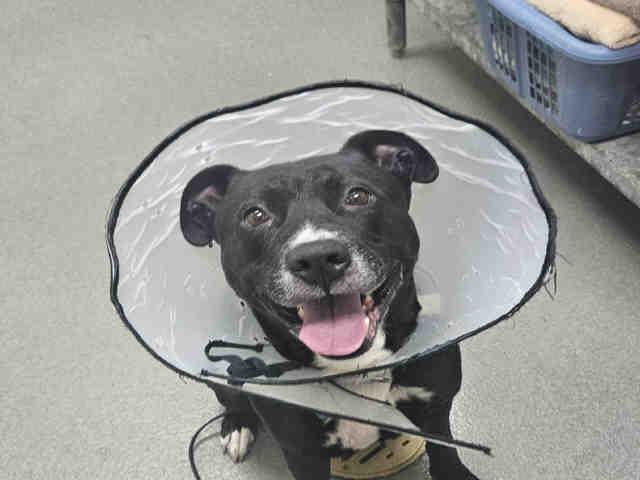 CHIEF, Adoptable, Adult Male Pit Bull Terrier & Mixed Breed.