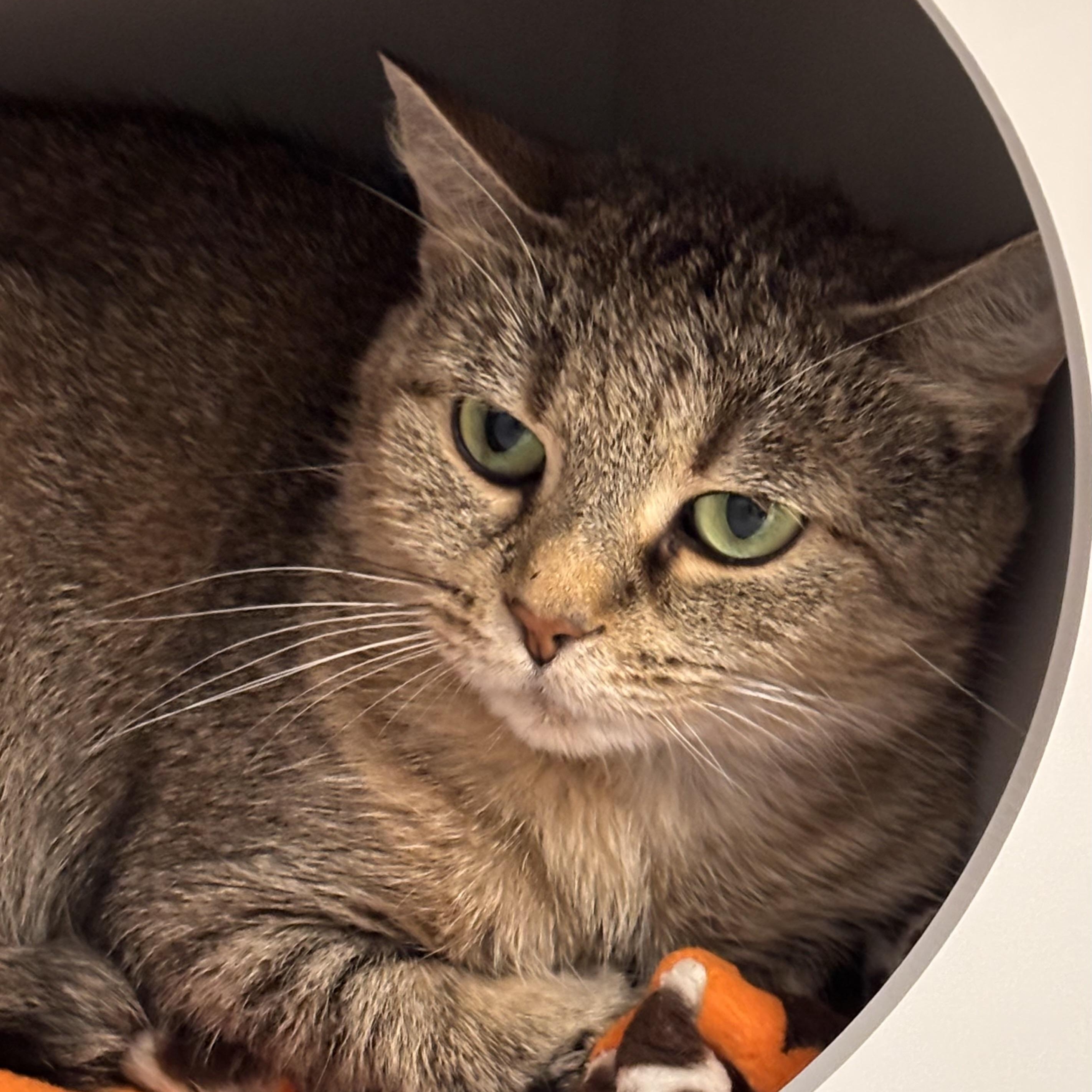 Jewels, ADOPTABLE, Adult Female Domestic Short Hair.