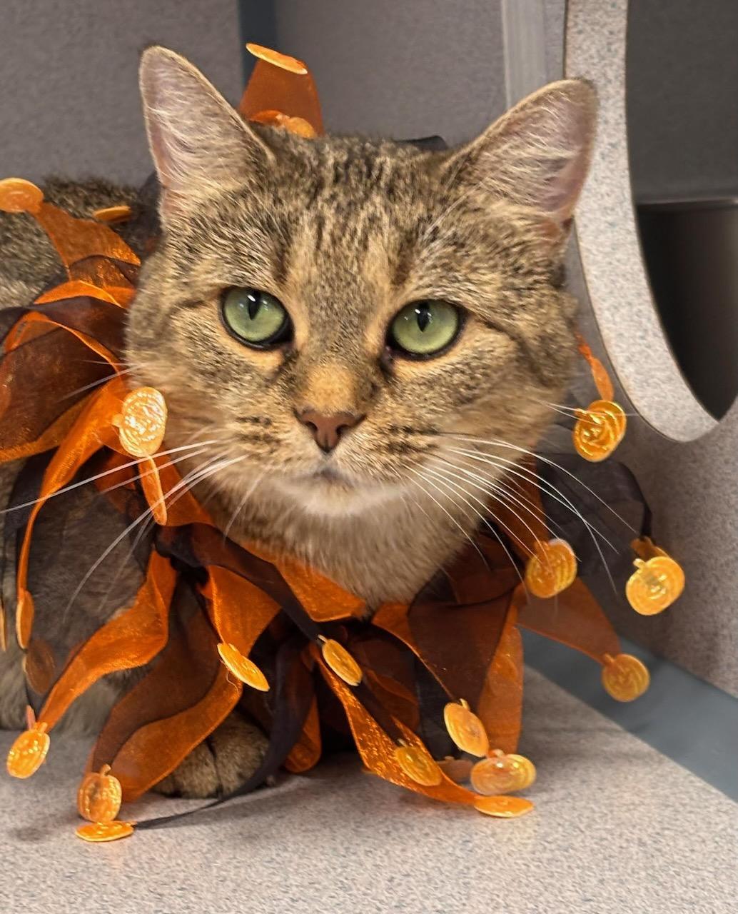 Jewels, Adoptable, Adult Female Domestic Short Hair.