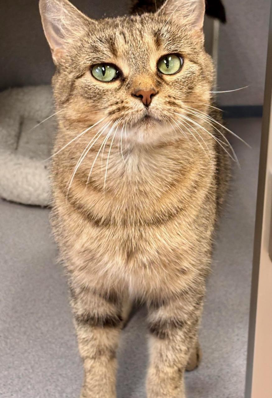 Enlarge Jewels, a Adoptable Domestic Short Hair in Batavia, NY image 2/2