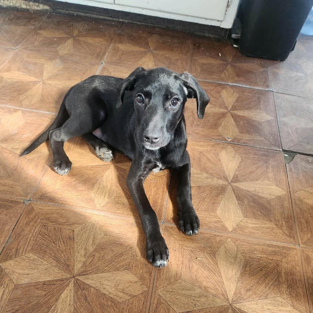 Enlarge Kai, a Adoptable mixed breed in Rochester, MN image 1/3