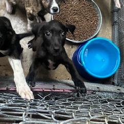 Enlarge Kai, a Adoptable mixed breed in Rochester, MN image 3/3